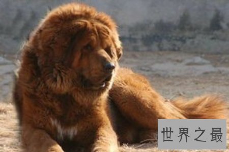 【图】狗狗是咱们的冤家 世界上最贵的狗是哪个呢