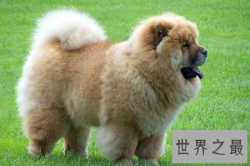 【图】狗狗是我们的朋友 世界上最贵的狗是哪个呢
