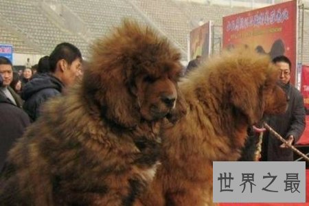 【图】狗狗是咱们的冤家 世界上最贵的狗是哪个呢