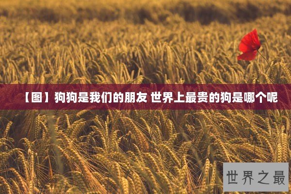 【图】狗狗是我们的朋友 世界上最贵的狗是哪个呢