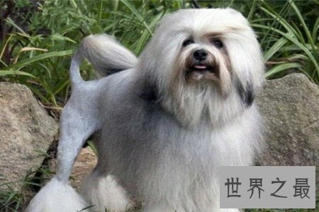【图】狗狗是咱们的冤家 世界上最贵的狗是哪个呢