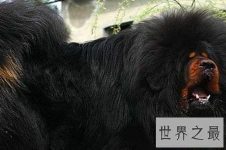 【图】狗狗是咱们的冤家 世界上最贵的狗是哪个呢