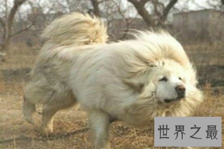 【图】狗狗是咱们的冤家 世界上最贵的狗是哪个呢