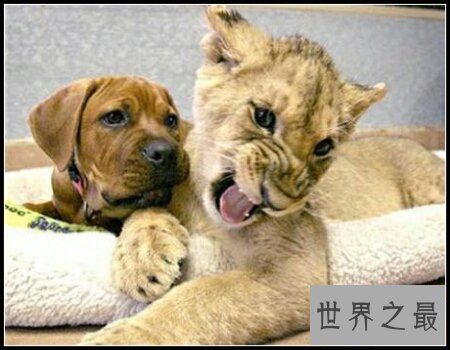 【图】世界上有许多奇异的动物 长得十分离奇