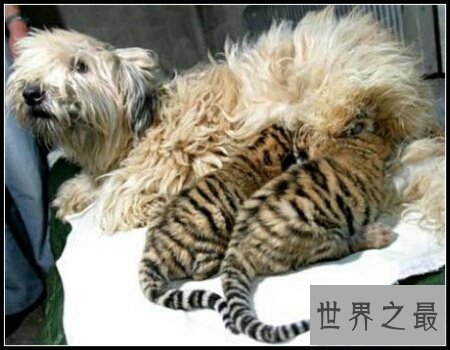 【图】世界上有许多奇异的动物 长得十分离奇