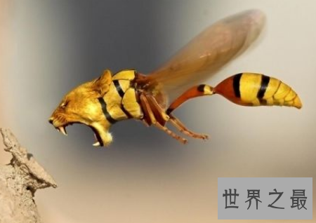 【图】世界上有许多奇异的动物 长得十分离奇