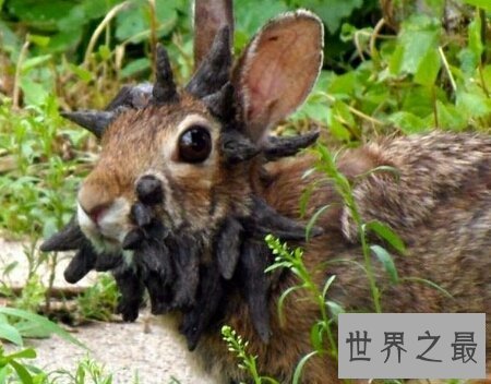 【图】世界上有许多奇异的动物 长得十分离奇