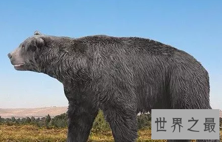 【图】熊类中的狮子巨型短面熊曾经在北美洲独步天下