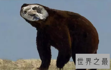 【图】熊类中的狮子巨型短面熊曾经在北美洲独步天下