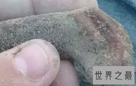 【图】熊类中的狮子巨型短面熊曾经在北美洲独步天下