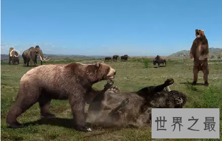 【图】熊类中的狮子巨型短面熊曾经在北美洲独步天下