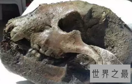 【图】熊类中的狮子巨型短面熊曾经在北美洲独步天下