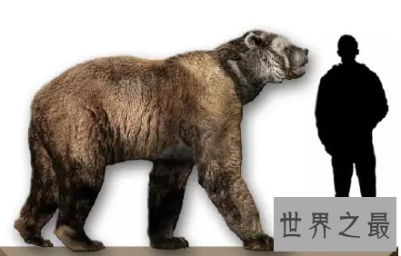 【图】熊类中的狮子巨型短面熊曾经在北美洲独步天下