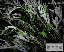 【图】端午家家户户插艾叶，那你知道艾叶的功效吗？