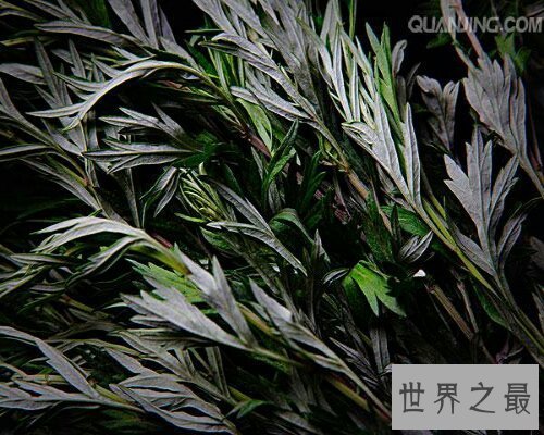 【图】端午家家户户插艾叶，那你知道艾叶的效用吗？