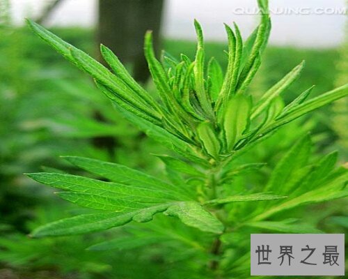 【图】端午家家户户插艾叶，那你知道艾叶的效用吗？