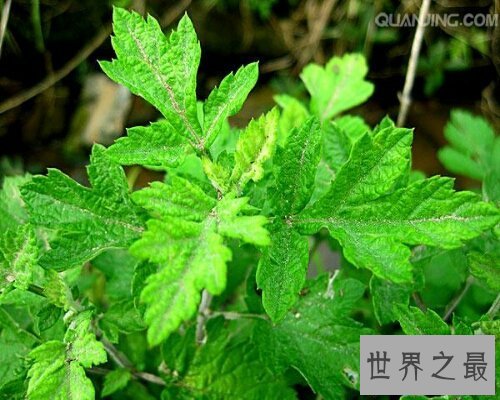 【图】端午家家户户插艾叶，那你知道艾叶的效用吗？