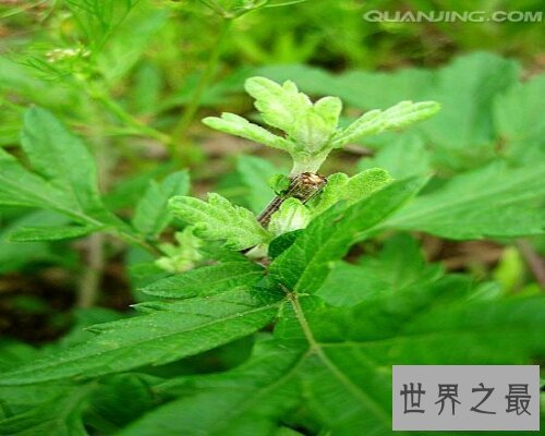 【图】端午家家户户插艾叶，那你知道艾叶的效用吗？