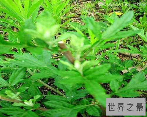 【图】端午家家户户插艾叶，那你知道艾叶的效用吗？