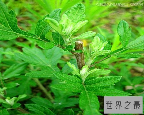 【图】端午家家户户插艾叶，那你知道艾叶的效用吗？