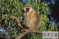 【图】绿猴是艾滋病的起源吗 绿猴阴囊竟然是这种颜色