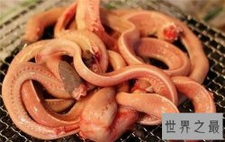 【图】刺螠的食用价值介绍 千颂伊演绎刺螠搭配烧酒
