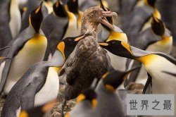 【图】企鹅肉可以吃吗 食用珍稀动物企鹅属于违法