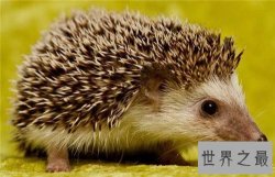【图】刺猬吃什么 家养小刺猬需要注意什么