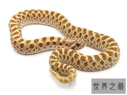 【图】猪鼻蛇怎样饲养 曾有台湾出境猪鼻蛇被检获