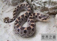 【图】猪鼻蛇怎么饲养 曾有台湾入境猪鼻蛇被检获