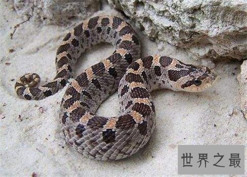 【图】猪鼻蛇怎样饲养 曾有台湾出境猪鼻蛇被检获