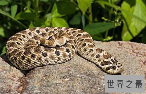 【图】猪鼻蛇怎样饲养 曾有台湾出境猪鼻蛇被检获