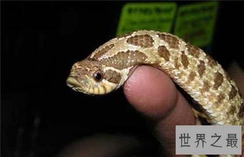 【图】猪鼻蛇怎样饲养 曾有台湾出境猪鼻蛇被检获