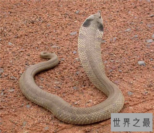 【图】猪鼻蛇怎样饲养 曾有台湾出境猪鼻蛇被检获