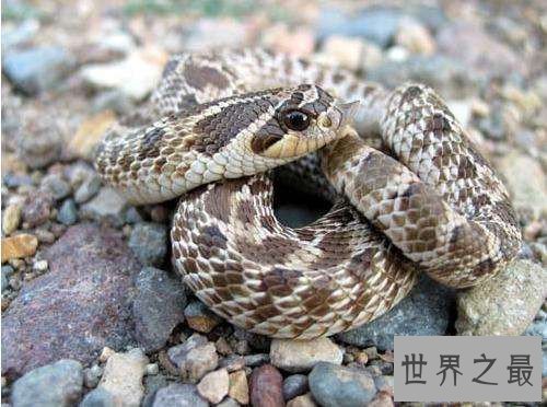 【图】猪鼻蛇怎样饲养 曾有台湾出境猪鼻蛇被检获