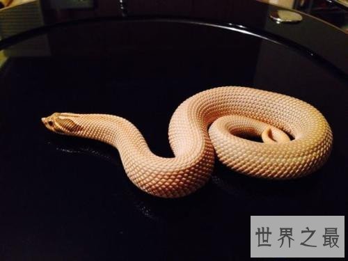 【图】猪鼻蛇怎样饲养 曾有台湾出境猪鼻蛇被检获