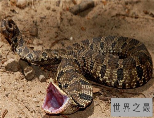 【图】猪鼻蛇怎样饲养 曾有台湾出境猪鼻蛇被检获