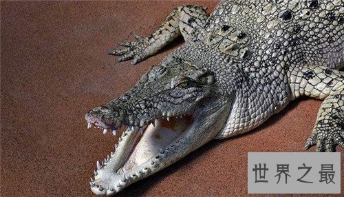 【图】最大的鳄鱼是什么品种 因为人们的厮杀有些已经