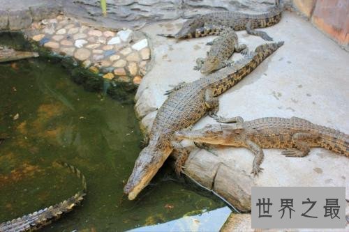 【图】最大的鳄鱼是什么品种 因为人们的厮杀有些已经