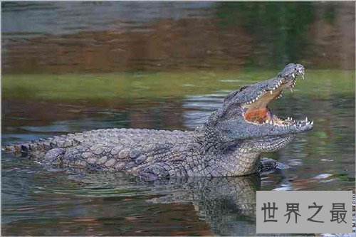 【图】最大的鳄鱼是什么品种 因为人们的厮杀有些已经