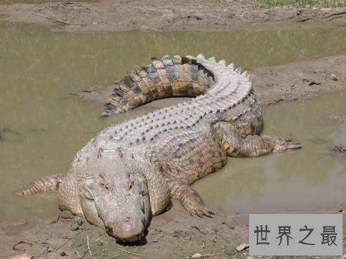 【图】最大的鳄鱼是什么品种 因为人们的厮杀有些已经