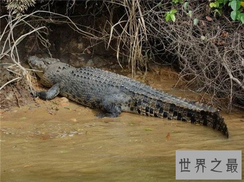 【图】最大的鳄鱼是什么品种 因为人们的厮杀有些已经