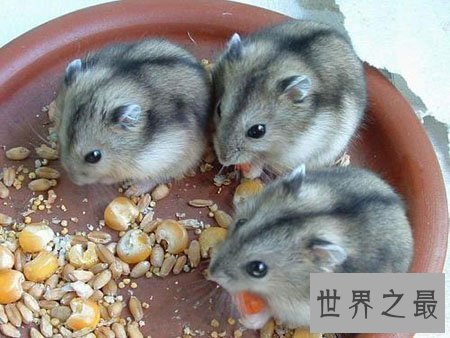 【图】超级可恶的三线仓鼠 新晋网红宠物