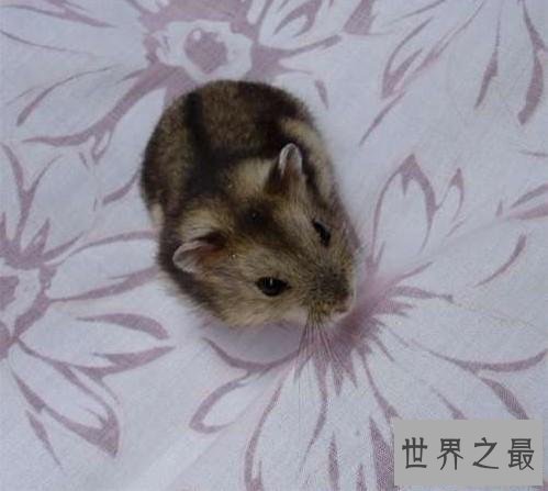 【图】超级可恶的三线仓鼠 新晋网红宠物
