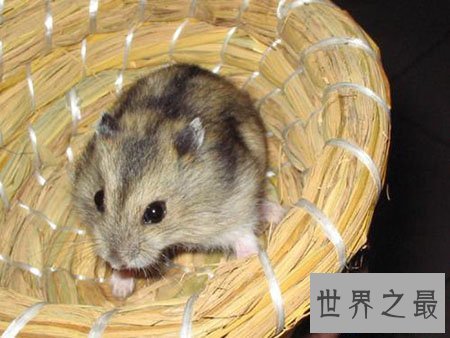 【图】超级可恶的三线仓鼠 新晋网红宠物