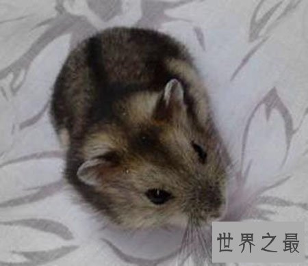 【图】超级可恶的三线仓鼠 新晋网红宠物