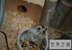 【图】超级可爱的三线仓鼠 新晋网红宠物