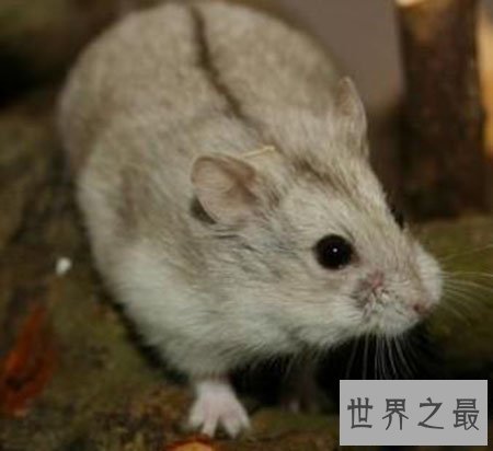 【图】超级可恶的三线仓鼠 新晋网红宠物