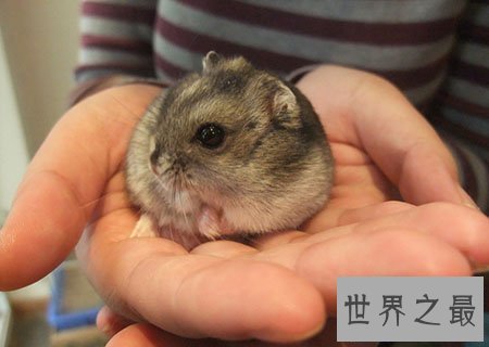【图】超级可恶的三线仓鼠 新晋网红宠物