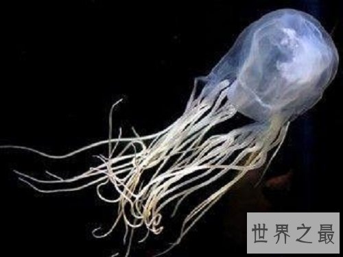 【图】世界上最毒的动物见到它们都要跑
